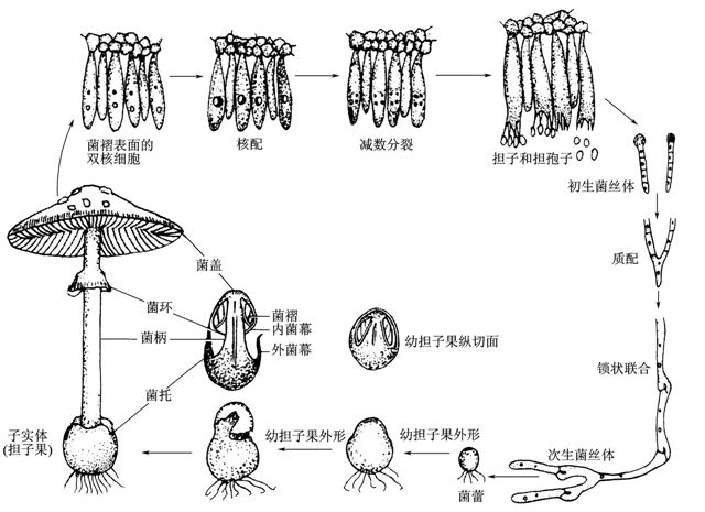 蘑菇属植物生活史 (引自周云龙)